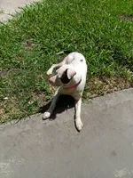 Spot, a male American Pit Bull Terrier for sale in Selma, NC – 6 of 7