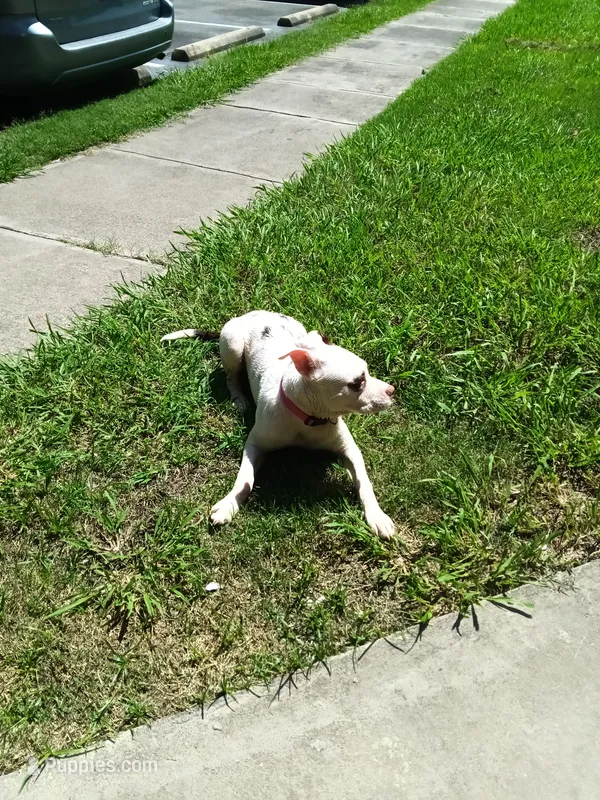 Spot – American Pit Bull Terrier puppy for sale in Selma, NC