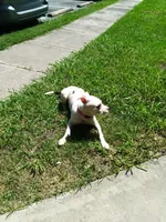 Spot, a male American Pit Bull Terrier for sale in Selma, NC – 1 of 7