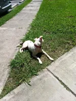 Spot, a male American Pit Bull Terrier for sale in Selma, NC – 5 of 7