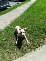 Spot, a male American Pit Bull Terrier for sale in Selma, NC – 4 of 7