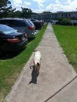 Spot, a male American Pit Bull Terrier for sale in Selma, NC – 7 of 7