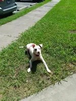 Spot, a male American Pit Bull Terrier for sale in Selma, NC – 3 of 7