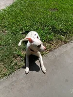 Spot, a male American Pit Bull Terrier for sale in Selma, NC – 2 of 7