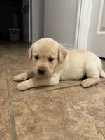 Sister, a female Labrador Retriever for sale in Corona, CA – Photo 3 of 5