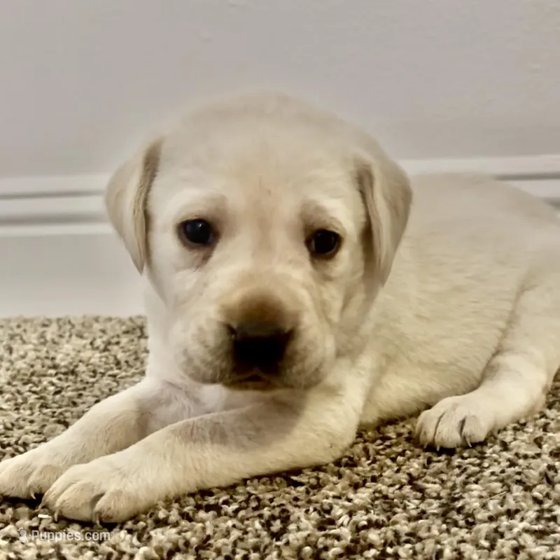 Sister – Labrador Retriever puppy for sale in Corona, CA