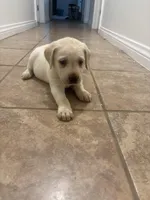 Sister, a female Labrador Retriever for sale in Corona, CA – Photo 4 of 5