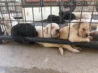 Sister, a female Labrador Retriever for sale in Corona, CA – Photo 5 of 5