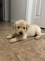 Sister, a female Labrador Retriever for sale in Corona, CA – Photo 2 of 5