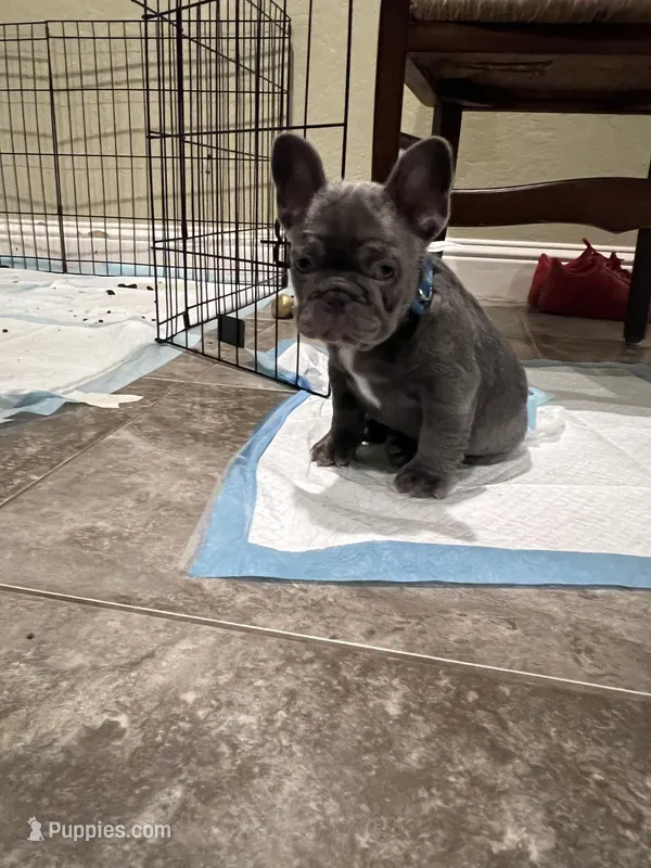 Thunk – French Bulldog puppy for sale in Fresno, CA