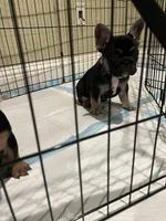 Fat girl, a female French Bulldog for sale in Fresno, CA – Photo 2 of 2