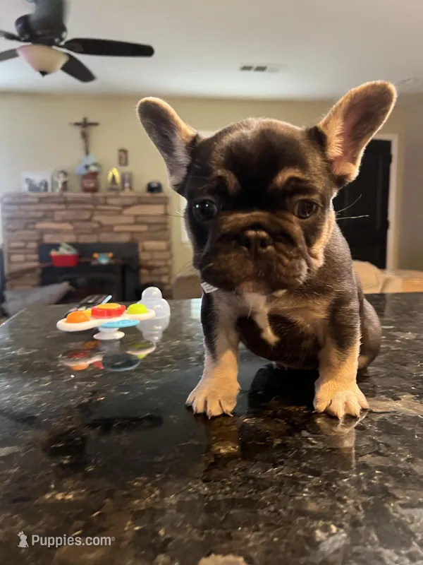 Fat girl – French Bulldog puppy for sale in Fresno, CA