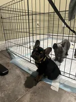 Poptart, a female French Bulldog for sale in Fresno, CA – Photo 2 of 2