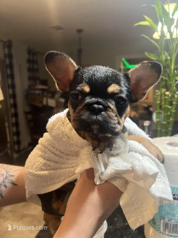 Poptart – French Bulldog puppy for sale in Fresno, CA