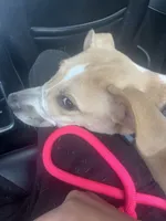 Layla, a female American Pit Bull Terrier and Carolina Dog for sale in Durham, NC – 5 of 6