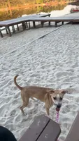 Layla, a female American Pit Bull Terrier and Carolina Dog for sale in Durham, NC – 3 of 6