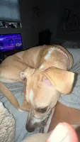 Layla, a female American Pit Bull Terrier and Carolina Dog for sale in Durham, NC – 2 of 6