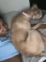 Layla, a female American Pit Bull Terrier and Carolina Dog for sale in Durham, NC – 6 of 6