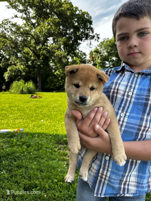 AKC Red male – Shiba Inu puppy for sale in Mount Vernon, IL