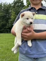 AKC Cream Female, a female Shiba Inu for sale in Mount Vernon, IL – 1 of 1