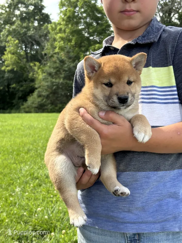 AKC Red Male – Shiba Inu puppy for sale in Mount Vernon, IL