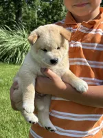 AKC Cream Male, a male Shiba Inu for sale in Mount Vernon, IL – 1 of 1