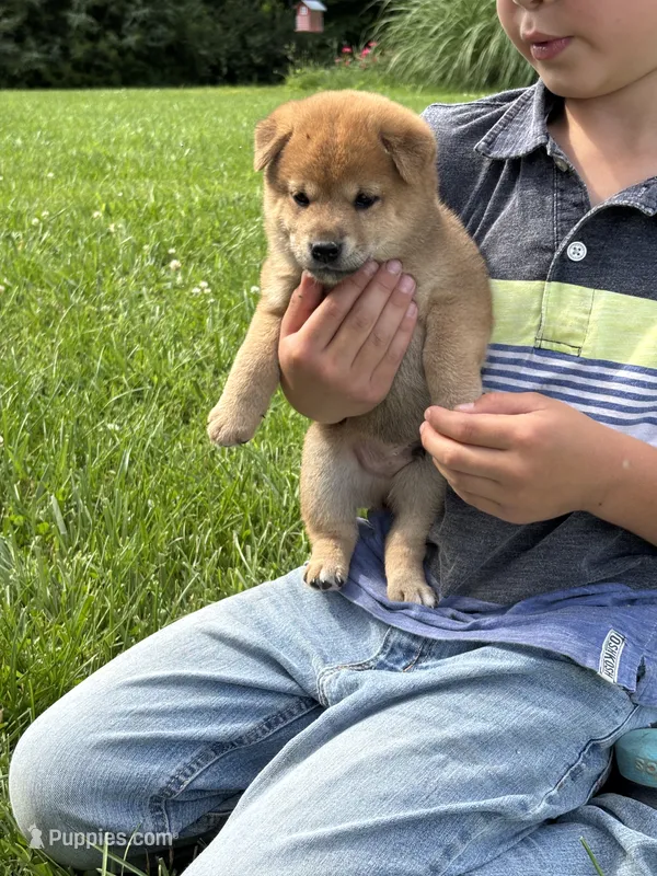 AKC Red male – Shiba Inu puppy for sale in Mount Vernon, IL