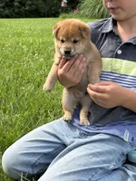 AKC Red male, a male Shiba Inu for sale in Mount Vernon, IL – 1 of 1
