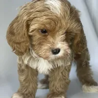 processed/03e9f551-54de-48cd-9003-f5a7c2f49a21/facility/35abef48-50ca-48e8-b824-fe7b81bcbb3b