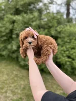 Peony, a female Cavapoo for sale in Louisville, KY – Photo 2 of 4
