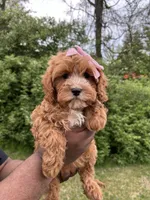 Peony, a female Cavapoo for sale in Louisville, KY – Photo 3 of 4