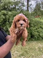 Peony, a female Cavapoo for sale in Louisville, KY – Photo 4 of 4