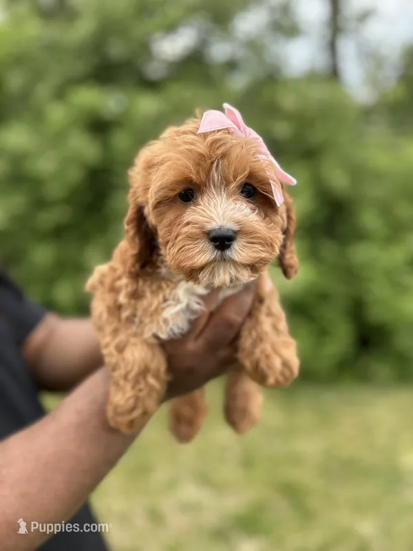 Peony – Cavapoo puppy for sale in Louisville, KY
