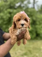 Peony, a female Cavapoo for sale in Louisville, KY – Photo 1 of 4