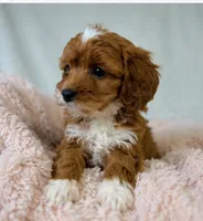 Rosie, a female Cavapoo for sale in Louisville, KY – 4 of 5