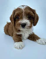 Oliver, a male Cavapoo for sale in Louisville, KY – 3 of 6