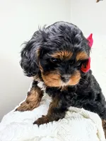 Hershey 🍫🎀, a female Cavapoo for sale in Louisville, KY – 2 of 10