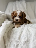 Orion, a male Cavapoo for sale in Louisville, KY – 6 of 10