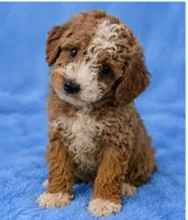 Milo, a male Poodle - Toy  for sale in Louisville, KY – 2 of 8