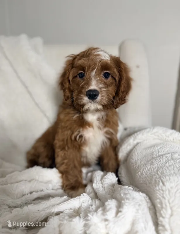 Finn – Cavapoo puppy for sale in Louisville, KY