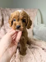 Sun, a female Cavapoo for sale in Louisville, KY – 3 of 8