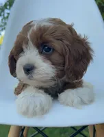 Wally, a male Cavapoo for sale in Louisville, KY – 6 of 8
