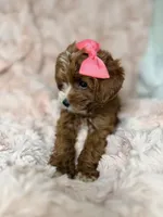 Marley, a female Cavapoo for sale in Louisville, KY – 6 of 10