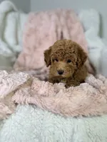 Grace, a female Poodle - Toy  for sale in Louisville, KY – 9 of 10