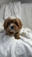 Pluto, a male Cavapoo for sale in Louisville, KY – 7 of 9