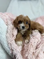 Caramel 🎀, a female Cavapoo for sale in Louisville, KY – 4 of 10