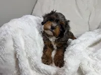 Peanut 🥜 , a female Cavapoo for sale in Louisville, KY – 3 of 10