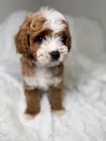 Milo , a male Cavapoo for sale in Louisville, KY – 6 of 10
