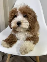 Doodle, a male Cavapoo for sale in Louisville, KY – Photo 9 of 10
