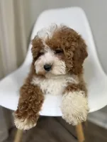 Doodle, a male Cavapoo for sale in Louisville, KY – Photo 5 of 10